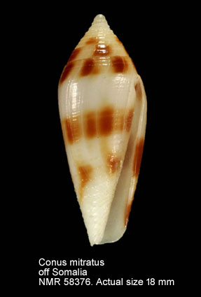 Conus mitratus.jpg - Conus mitratusHwass,1792